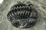 Detailed Proetid (Gerastos) Trilobite Fossil - Morocco #325858-1